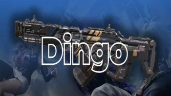 dingo